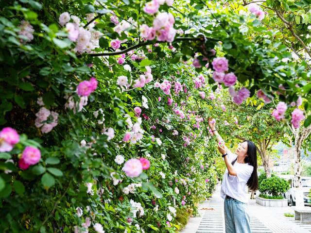 四川石棉：花开小城春意浓