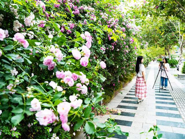 四川石棉：花开小城春意浓