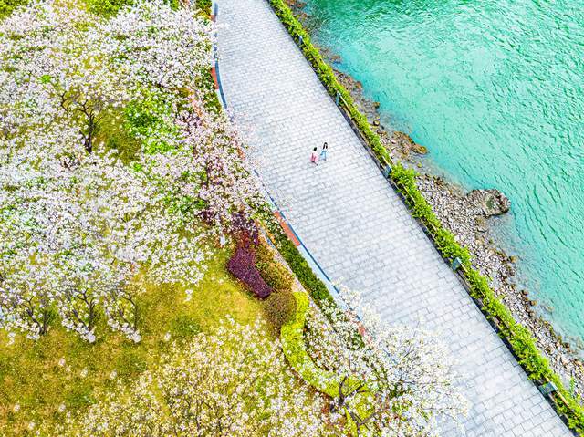 四川石棉：花开小城春意浓