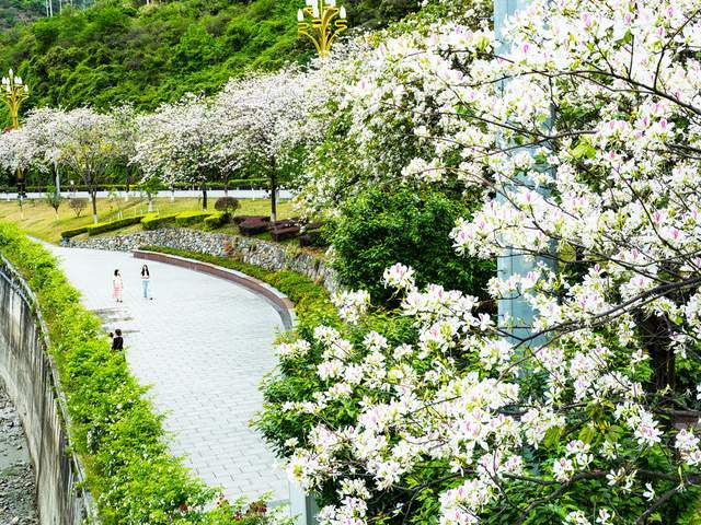 四川石棉：花开小城春意浓