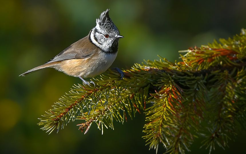 Crius(crius折叠车是哪国的牌子)